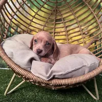 coming to NW AR tomorrow, a female Dachshund and Miniature Dachshund for sale in Bella Vista, AR – Photo 2 of 5