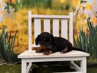 Betsy, a female Dachshund and Miniature Dachshund for sale in Harrisonville, MO – 3 of 3