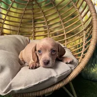 coming to NW AR tomorrow, a female Dachshund and Miniature Dachshund for sale in Bella Vista, AR – Photo 5 of 5
