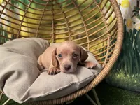 Daisy, a female Dachshund and Miniature Dachshund for sale in Bella Vista, AR – Photo 2 of 2