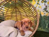 Willow, a female Dachshund and Miniature Dachshund for sale in Bella Vista, AR – Photo 2 of 4