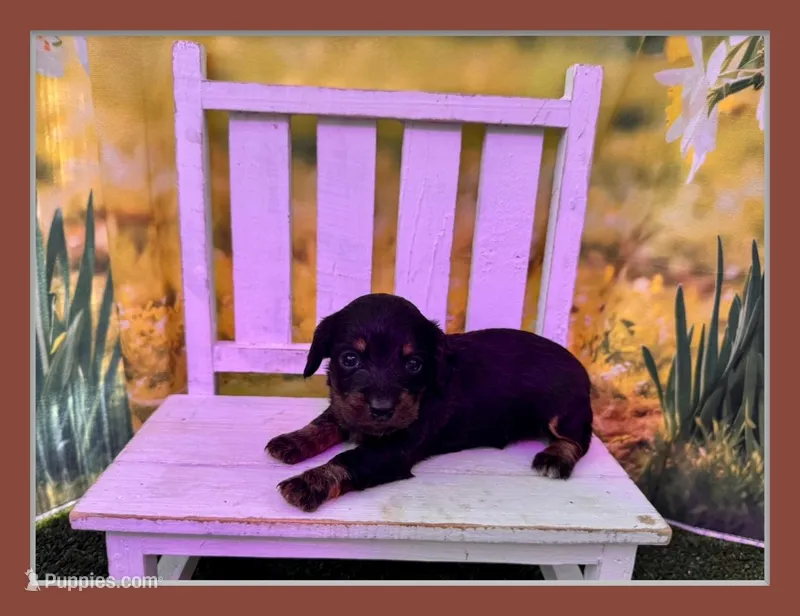 Betsy – Dachshund, Miniature Dachshund puppy for sale in Russellville, AR