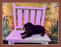 Betsy, a female Dachshund and Miniature Dachshund for sale in Russellville, AR – Photo 1 of 3