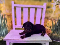 Betsy, a female Dachshund and Miniature Dachshund for sale in Russellville, AR – Photo 3 of 3