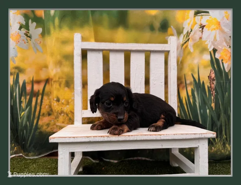 Betsy – Dachshund, Miniature Dachshund puppy for sale in Kansas City, MO