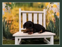 Betsy, a female Dachshund and Miniature Dachshund for sale in Harrisonville, MO – 1 of 3