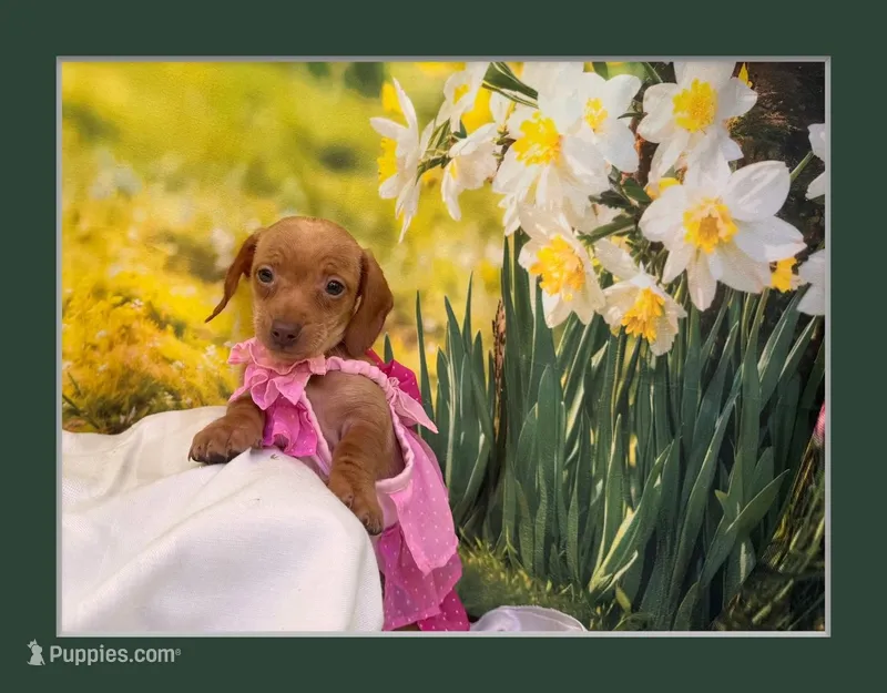 Willow – Dachshund, Miniature Dachshund puppy for sale in Bella Vista, AR