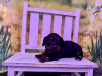 Betsy, a female Dachshund and Miniature Dachshund for sale in Russellville, AR – Photo 2 of 3