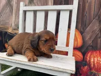 Sadie, a female Miniature Dachshund for sale in Russellville, AR – 2 of 2
