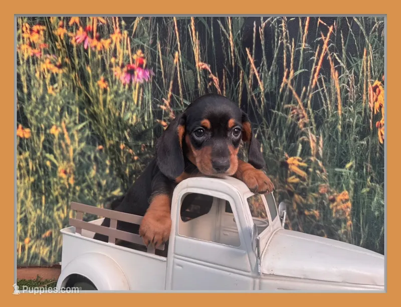 Tiny Fritz  – Miniature Dachshund puppy for sale in Saint Petersburg, FL