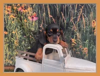 Tiny Fritz , a male Miniature Dachshund for sale in Saint Petersburg, FL – 1 of 4