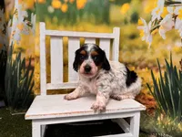 Frankie, a female Miniature Dachshund for sale in Kansas City, KS – 2 of 3