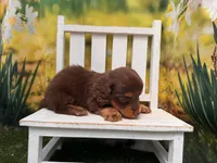 COOPER, a male Miniature Dachshund for sale in Kansas City, KS – 2 of 2