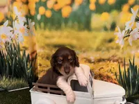 Hank, a male Miniature Dachshund for sale in Bella Vista, AR – 3 of 5