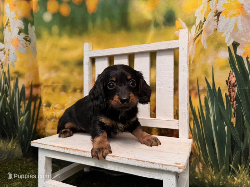 Betsy – Dachshund, Miniature Dachshund puppy for sale in Kansas City, MO