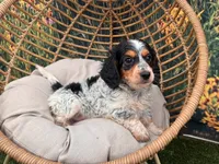 Frankie, a female Miniature Dachshund for sale in Bella Vista, AR – 2 of 3