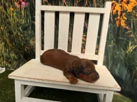 Boz, a male Miniature Dachshund for sale in Russellville, AR – 3 of 4