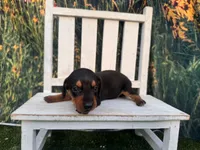 Molly, a female Miniature Dachshund for sale in Russellville, AR – 3 of 4