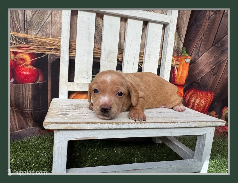 Sonny – Miniature Dachshund puppy for sale in Russellville, AR