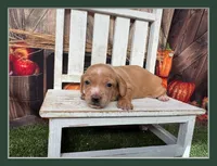 Sonny, a male Miniature Dachshund for sale in Russellville, AR – 1 of 5