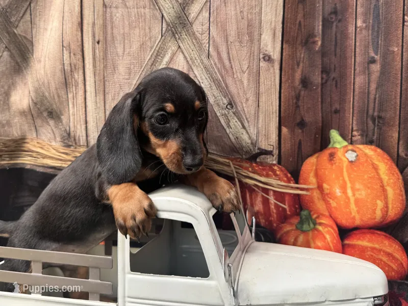 Missy – Miniature Dachshund puppy on hold in New York, NY