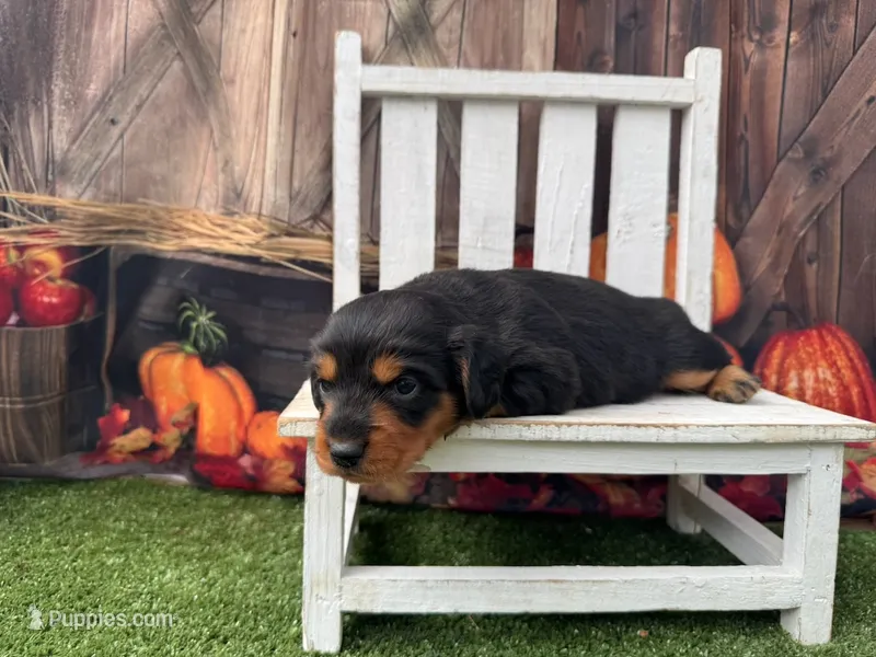 Hans – Miniature Dachshund puppy for sale in Russellville, AR