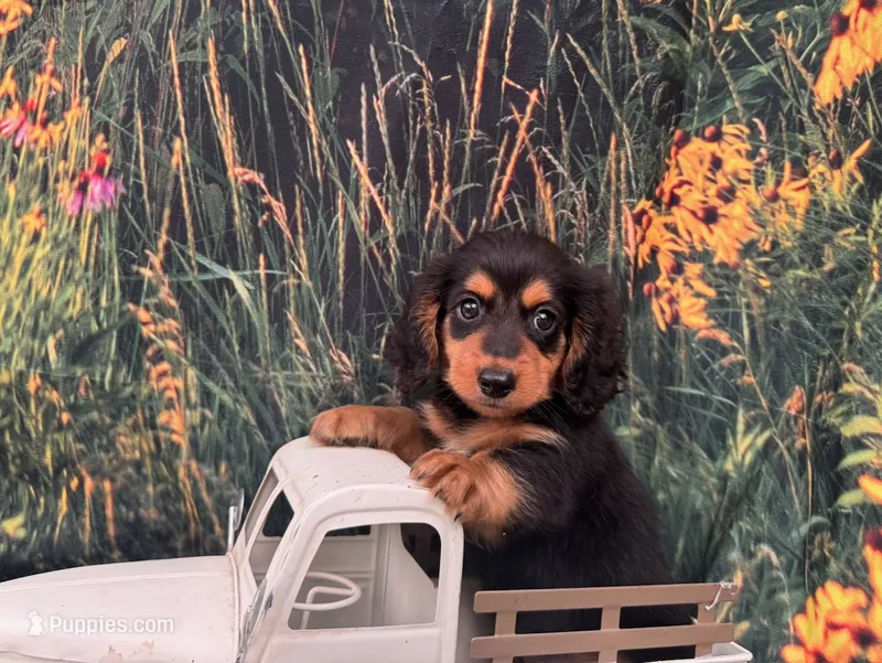 Winston – Miniature Dachshund puppy for sale in Bella Vista, AR