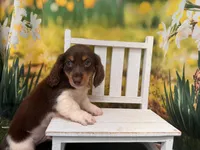 Can del. to KC or Springfield, Mo June 5 Hank, a male Miniature Dachshund for sale in Kansas City, KS – 2 of 3