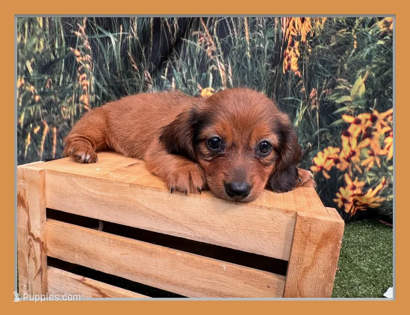Lizzy – Miniature Dachshund puppy for sale in Harrisonville, MO