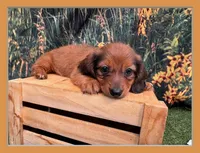 Lizzy, a female Miniature Dachshund for sale in Harrisonville, MO – 1 of 4