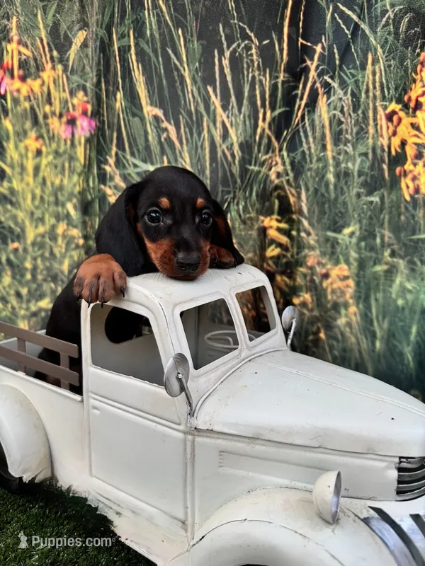 Luna – Miniature Dachshund puppy for sale in New York, NY