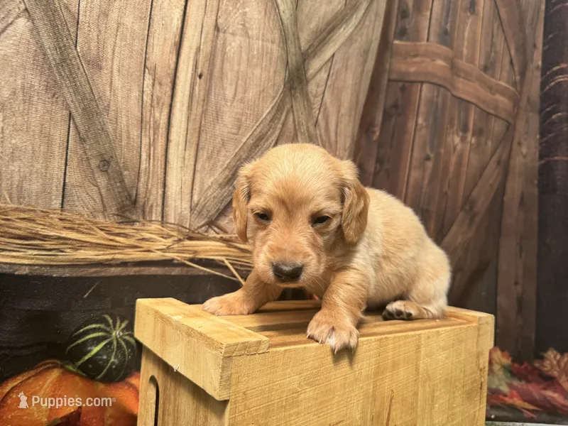 Caesar – Miniature Dachshund puppy on hold in New York, NY