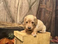 Caesar, a male Miniature Dachshund for sale in New York, NY – 1 of 2