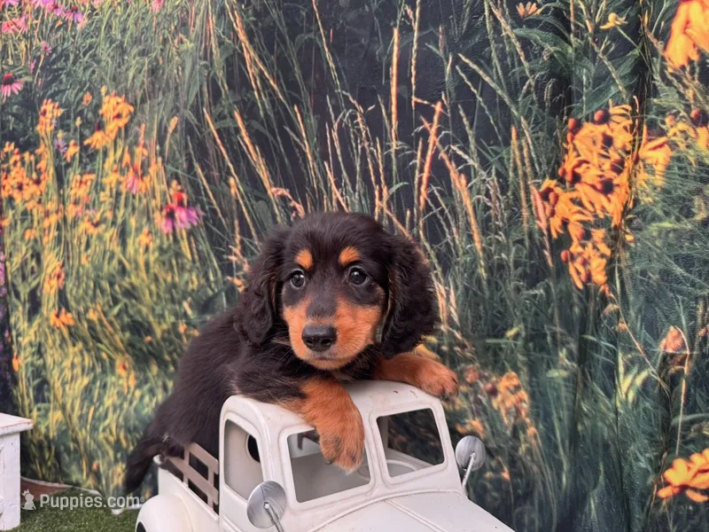 Milo – Miniature Dachshund puppy for sale in Russellville, AR