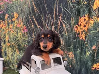 Milo, a male Miniature Dachshund for sale in Russellville, AR – 1 of 1