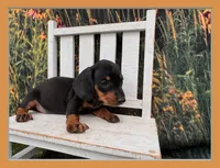 Tiny KC, a male Miniature Dachshund for sale in Harrisonville, MO – 3 of 5