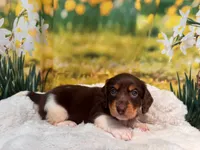 Hank, a male Miniature Dachshund for sale in Bella Vista, AR – 5 of 5