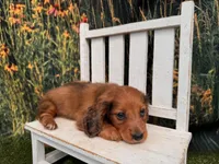 Barney, a male Miniature Dachshund for sale in Harrisonville, MO – 3 of 5