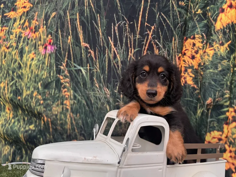 Milo – Miniature Dachshund puppy for sale in Bella Vista, AR