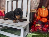 Jacky, a male Miniature Dachshund for sale in Russellville, AR – 2 of 4