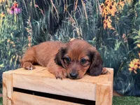Lizzy, a female Miniature Dachshund for sale in Harrisonville, MO – 2 of 4