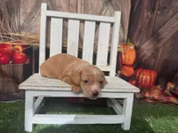 Sonny, a male Miniature Dachshund for sale in Russellville, AR – 3 of 5