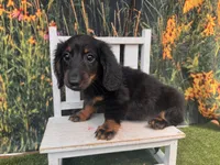 Hank, a male Miniature Dachshund for sale in Saint Petersburg, FL – 3 of 6