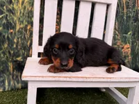 Grace, a female Miniature Dachshund for sale in Saint Petersburg, FL – 4 of 4