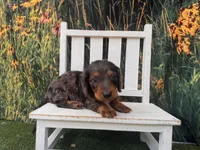 Alphie, a male Miniature Dachshund for sale in Russellville, AR – 5 of 7