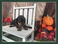 Jacky, a male Miniature Dachshund for sale in Russellville, AR – 1 of 4