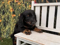 Hank, a male Miniature Dachshund for sale in Harrisonville, MO – 4 of 4