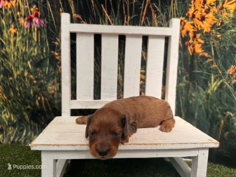 Barney – Miniature Dachshund puppy for sale in Russellville, AR