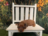Barney, a male Miniature Dachshund for sale in Russellville, AR – 1 of 2
