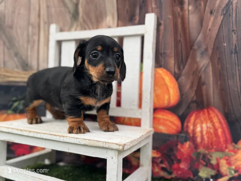 Jacky – Miniature Dachshund puppy for sale in Russellville, AR